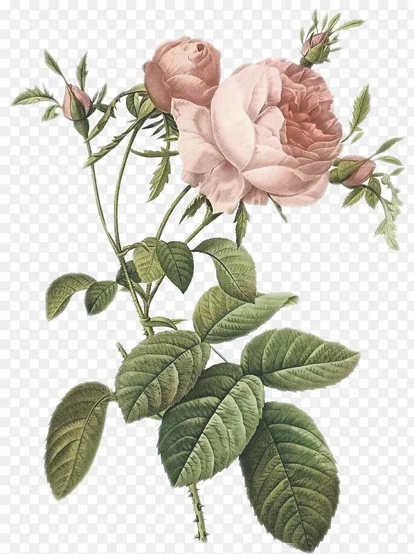 手绘的玫瑰花