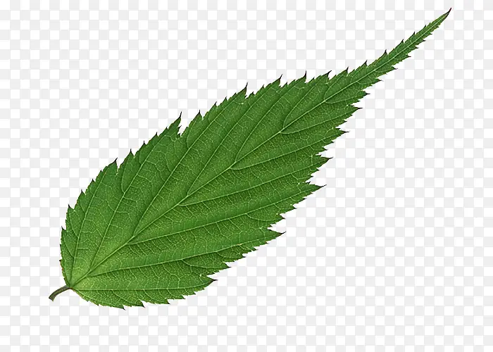 一片新鲜的绿色树叶