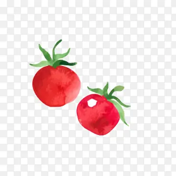 新鲜西红柿水彩画