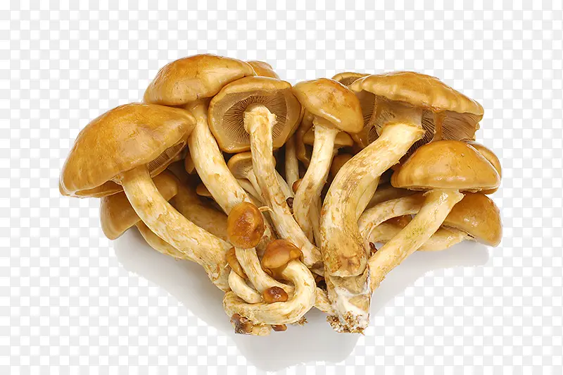 新鲜的野山菌菇