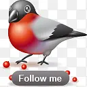 喜鹊follow me
