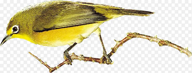 枝头的黄鹂鸟