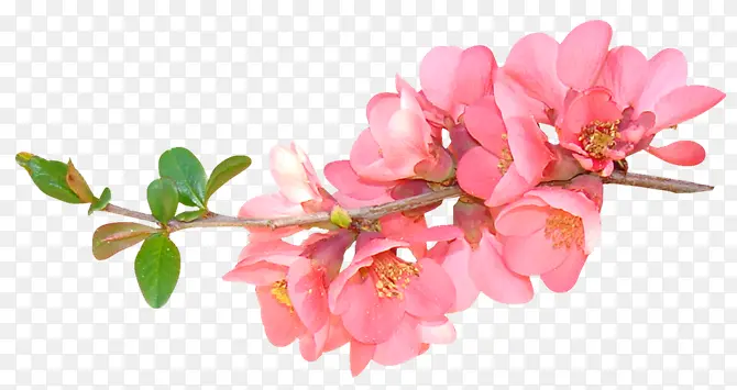 粉红花朵花枝枝头