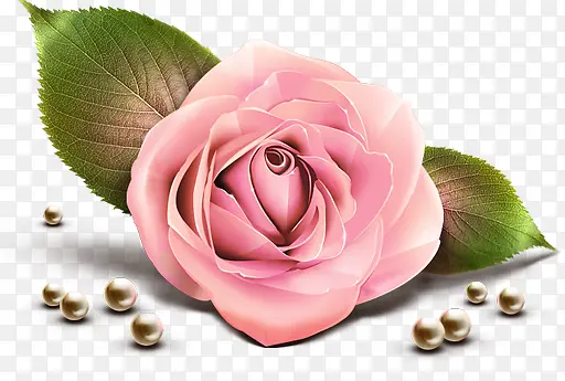 手绘粉色玫瑰珍珠