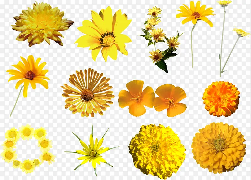 春天黄色花朵合集