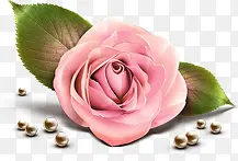 粉色玫瑰花朵玫瑰珍珠