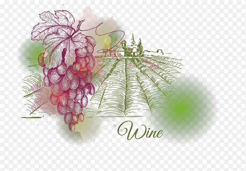 水果 水彩 手绘 葡萄