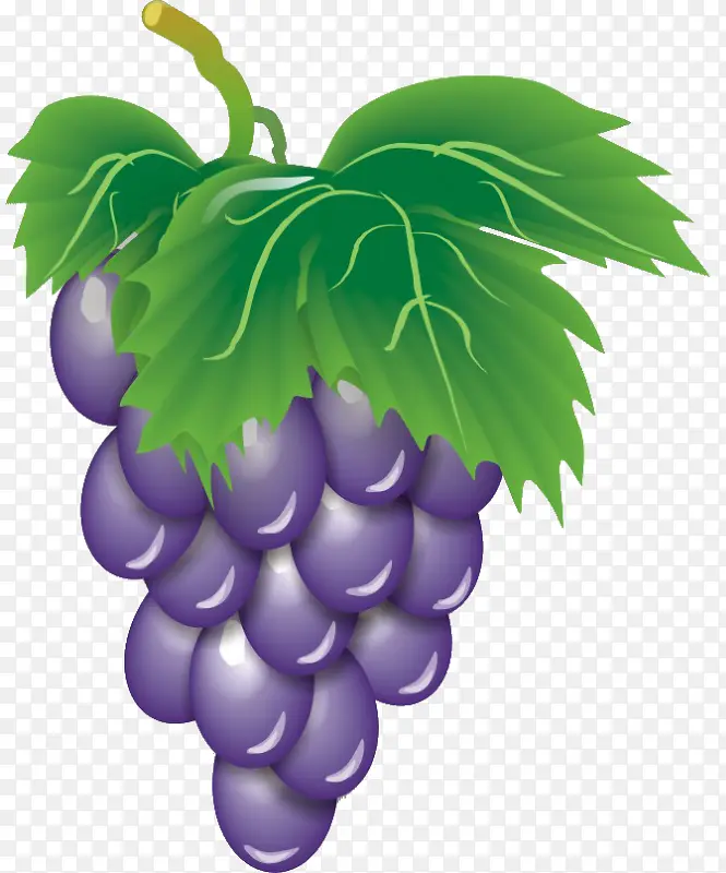 z紫葡萄