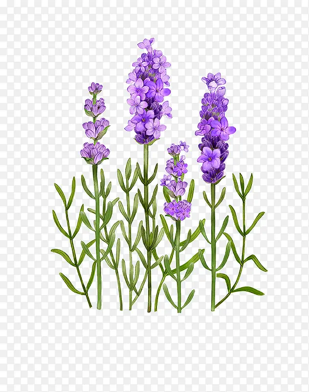 紫色手绘的薰衣草