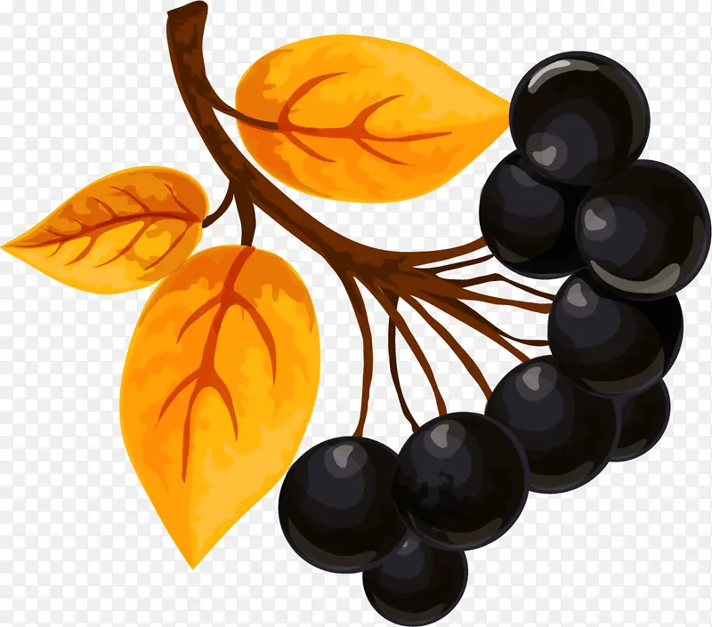 小清新黑色葡萄