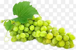手绘植物绿色葡萄