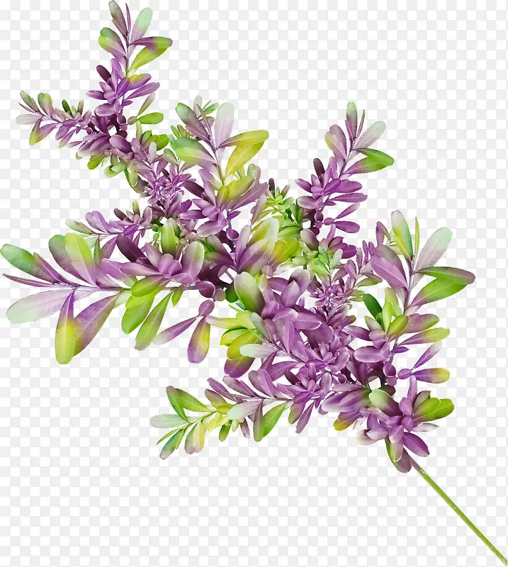 植物装饰紫色鲜花