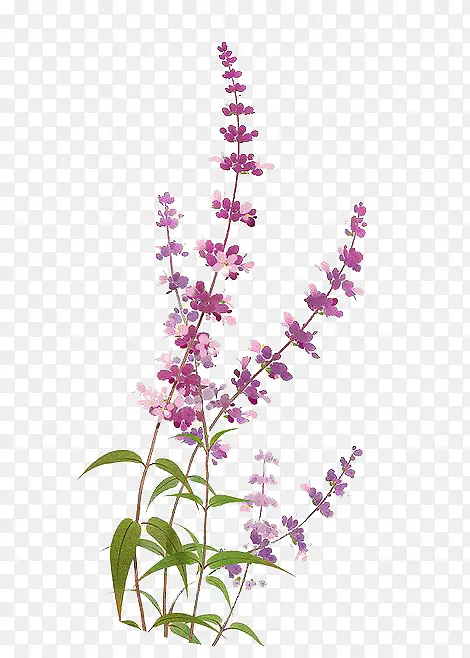 紫色鲜花薰衣草春天PNG图片素材下载_图片编号ykepnbbe-免抠素材网