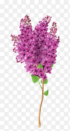 紫色花