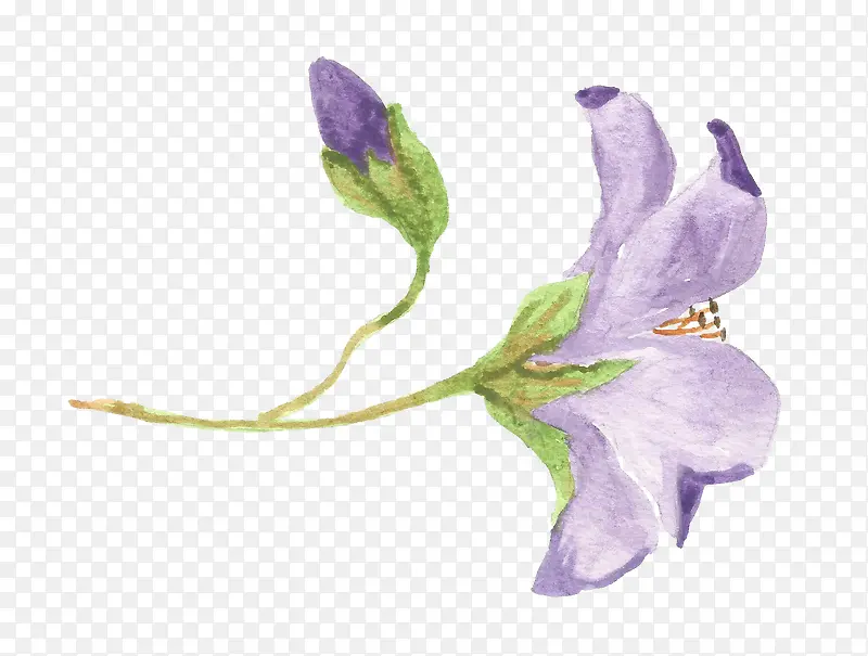 紫色水彩的花朵