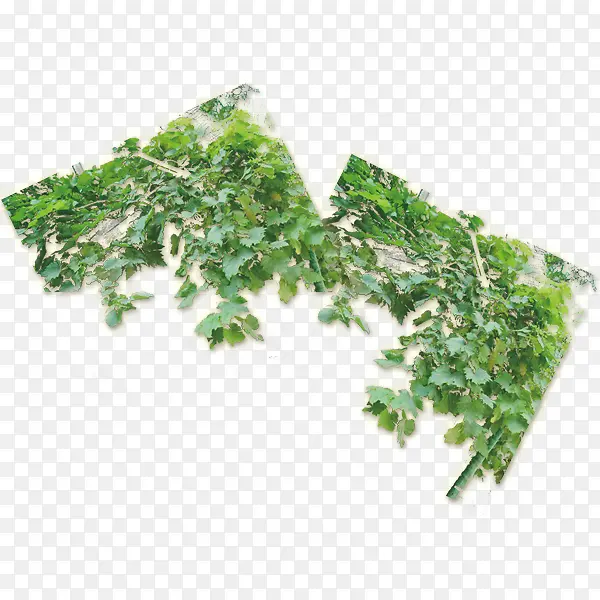 繁茂的藤蔓