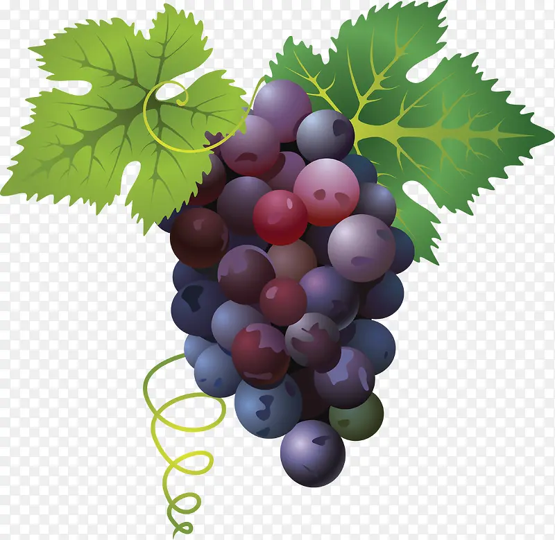手绘一串葡萄