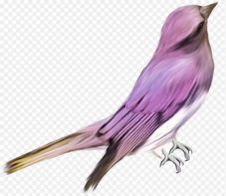 紫色鸟素材免抠