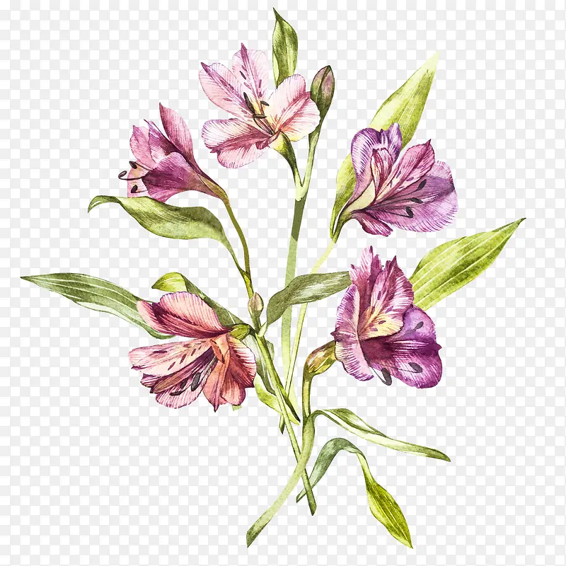 手绘紫色植物花卉