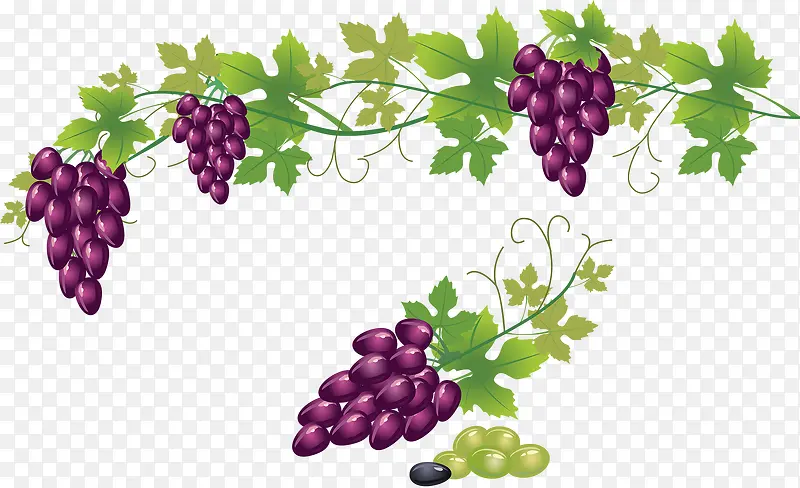 手绘新鲜葡萄