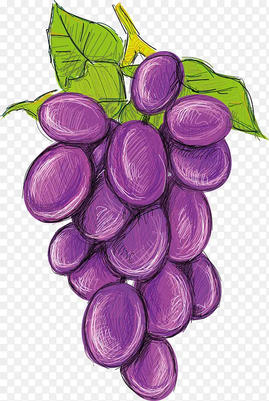 矢量手绘紫色葡萄