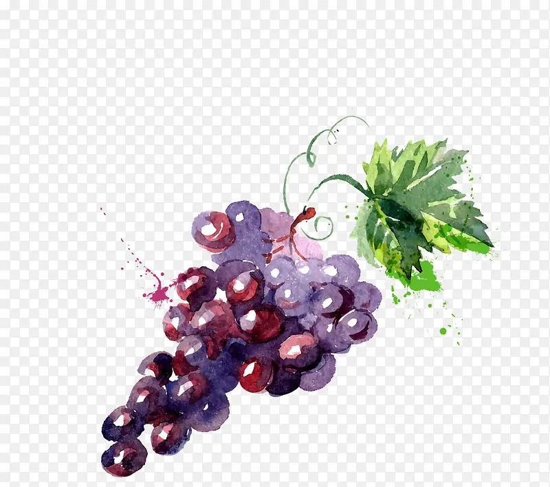 矢量紫色手绘水果葡萄