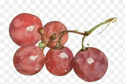 手绘水彩绘画水果葡萄