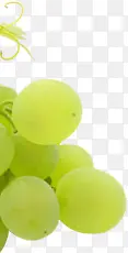 绿色新鲜葡萄水果圆润
