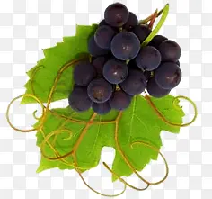 葡萄一串葡萄