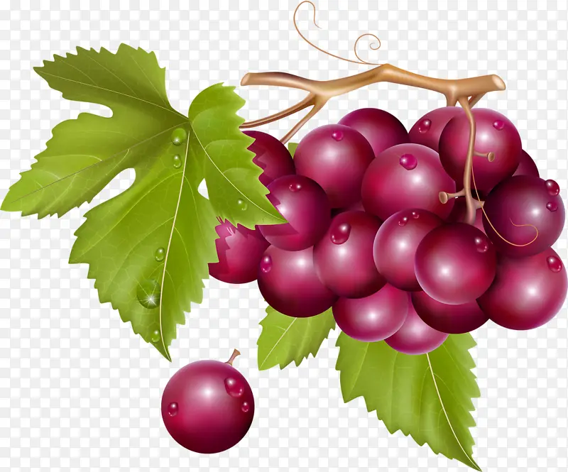 紫色的葡萄