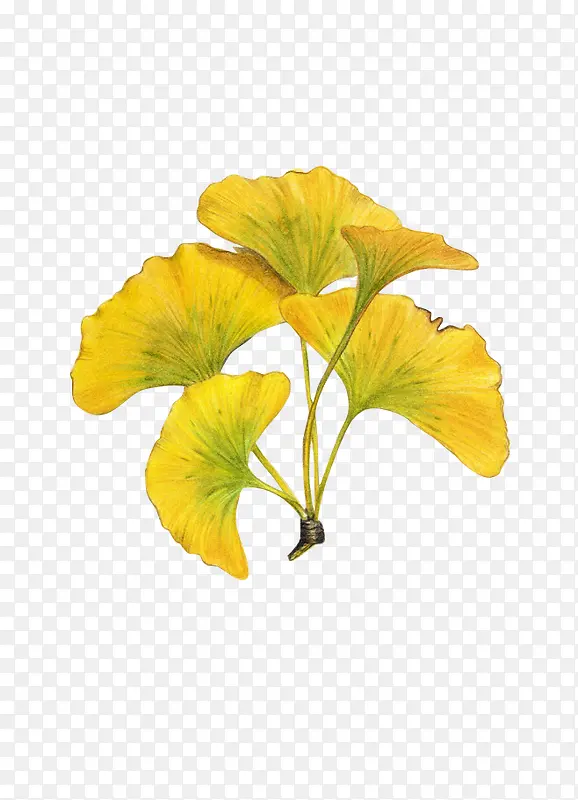 黄色扇子花