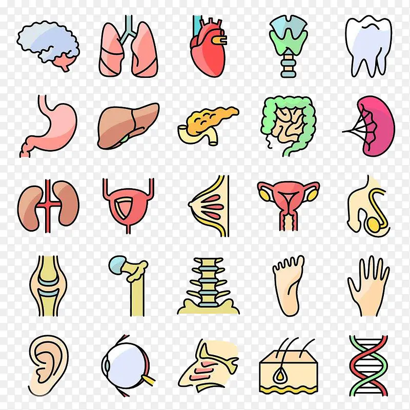 人体五脏六腑