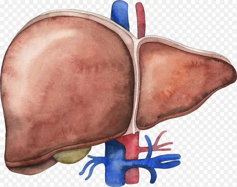 卡通人体器官内脏展示海报设计