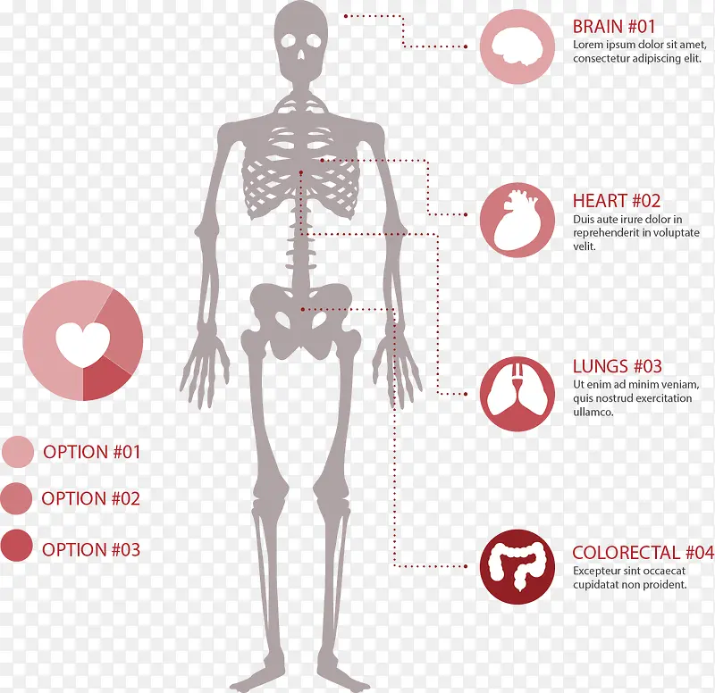 矢量手绘骨骼和器官图标