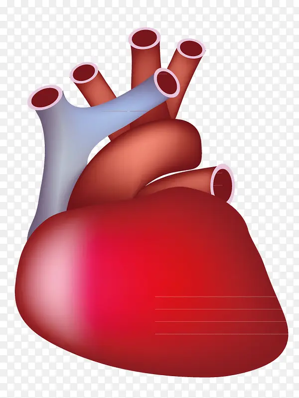 心肺血管