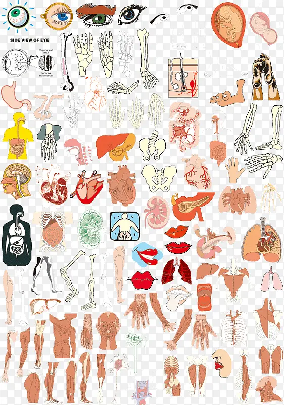 器官PNG图片素材下载_图片编号qdxognjv免抠素材网