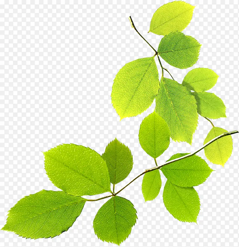 绿色清新植物树叶春天PNG图片素材下载_图片编号ylbvpdbw-免抠素材网