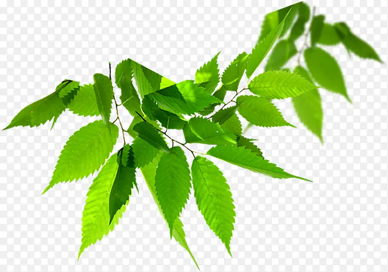 绿色清新树叶装饰设计清爽