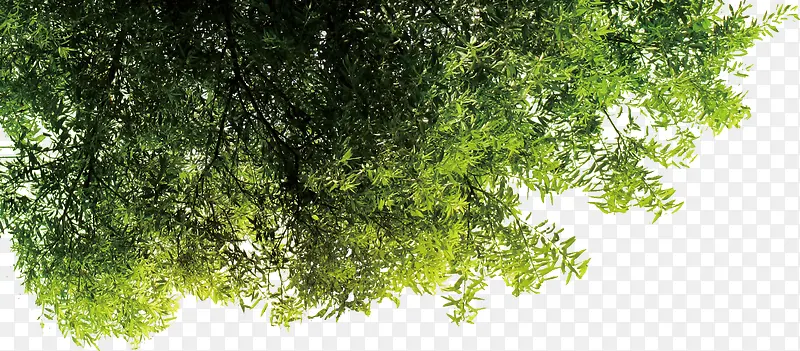 手绘春季清新树叶装饰PNG图片素材下载_图片编号yanrpaov-免抠素材网