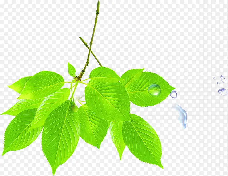 绿色清新环保植物树叶