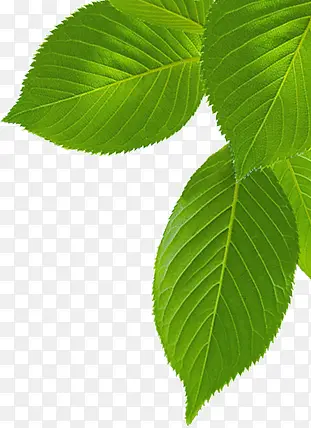 绿茶树叶