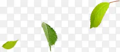 绿色清新树叶飘浮