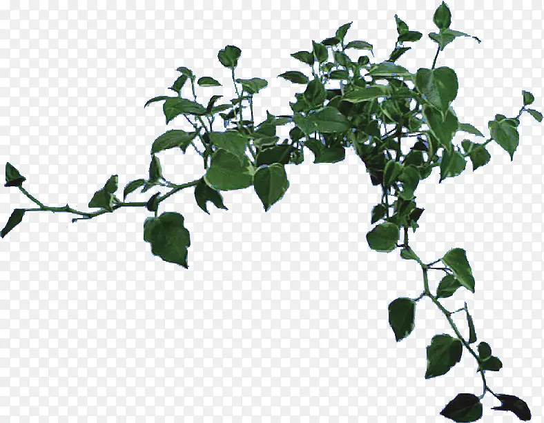 树藤 藤蔓 绿色植物