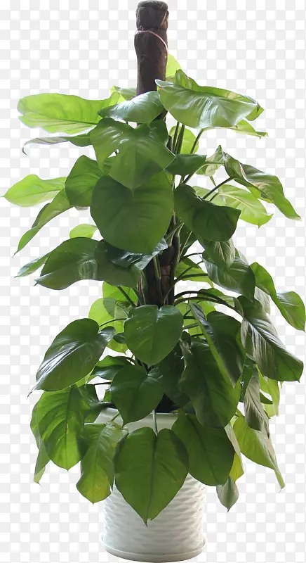 树藤 藤蔓 绿色植物 绿色