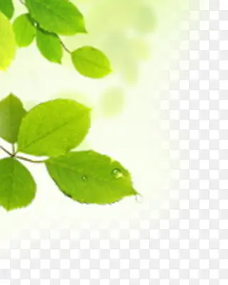 绿色清新模糊树叶装饰海报