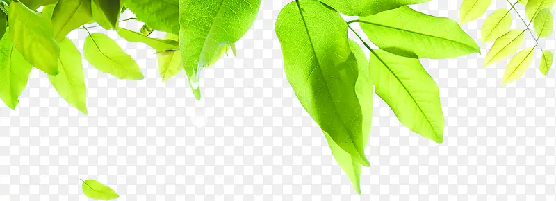 清新绿色树叶海报装饰PNG图片素材下载_图片编号ykepdrnp-免抠素材网