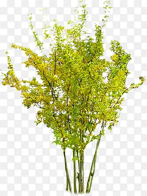 夏季清新树叶植物