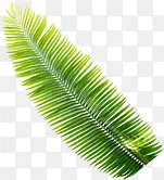绿色清新植物树叶夏季