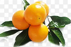 新鲜橙子食物水果