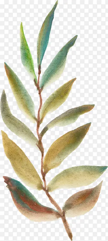 手绘植物
